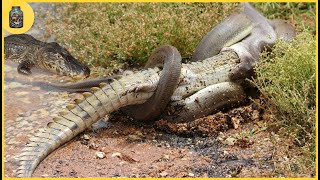 15 Moments Snakes Mercilessly Paralyze Every Animal in Sight [upl. by Soll]