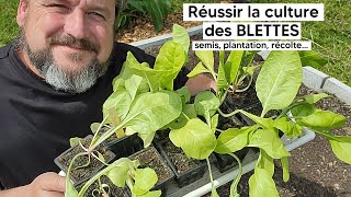 Comment cultiver les BLETTES semis plantation récolte『TUTO』 [upl. by Zuzana109]