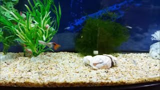 how to breed guppies in a single aquarium tank Breeding and raising guppy fry with their parents [upl. by Fayre381]