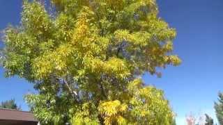 Arizona Ash in fall color  Fraxinus velutina [upl. by Mou]