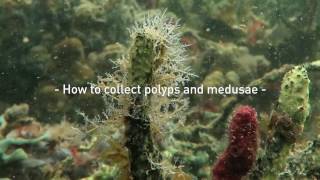 How to collect polyps and medusae [upl. by Astrea]