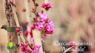 Cercis chinensis Avondale [upl. by Roxanne]