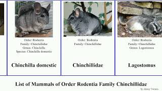 List of Mammals of Order Rodentia Family Chinchillidae viscacha chinchilla domestic Lagostomus [upl. by Neyuq691]