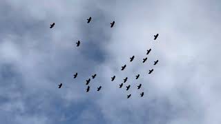 26 Cornish Choughs at the Gurnard’s Head [upl. by Neffets706]