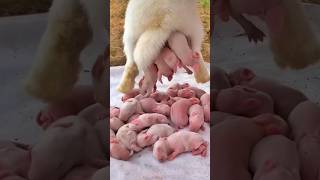 Rabbit Growth  Baby Animals 1 To 16 Days [upl. by Nymzaj165]