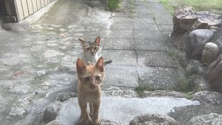 【猫捕獲】玄関に毎日やってくる外猫母子の保護に向けて [upl. by Mcquoid74]