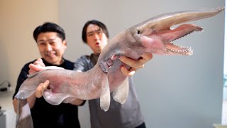 本来は研究所行きの一匹10万円する激レア魚【ミツクリザメ】をへんおじとさばいて食べたらまさかの味に驚愕。 [upl. by Arted]