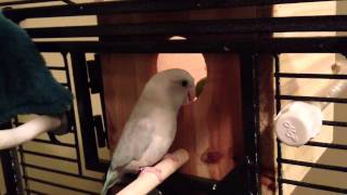 How Parrotlets find their nest  Koolaid amp Smokey [upl. by Ahtivak]