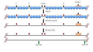 Fig 1319 1320 Mapping DNase I hypersensitive sites on chromatin [upl. by Turino]