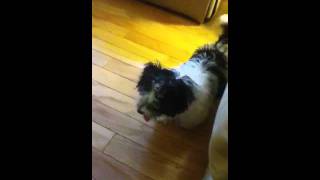 Havanese barking [upl. by Farman]