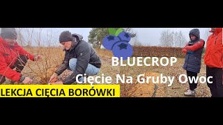 Lekcja Cięcia Borówki Amerykańskiej Na Gruby Owoc Dziś odmiana BLUECROP [upl. by Eceinal]