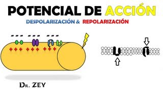 POTENCIAL DE ACCIÓN EN FIBRA NERVIOSA [upl. by Shayn]