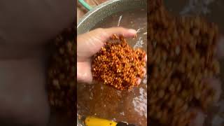 DIY mushroom grain spawn for beginnersFULL VIDEO on YT Channel tutorial businessideas2024 [upl. by Hakceber247]