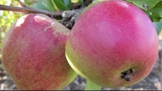 How to Plant a Fruit Tree  Essential Steps [upl. by Enileve994]