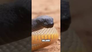 The Worlds Most Venomous Snake The inland taipan  wildlife wonders [upl. by Ayalahs213]