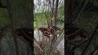 Discover the Majestic Cecropia Moth North Americas Largest Moth [upl. by Seward]