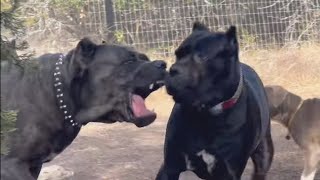 Alpha CANE CORSO Fights off PITBULL and 2 Female Dogs [upl. by Tressa]