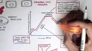 Microbiology  Bacteria Growth Reproduction Classification [upl. by Bocoj408]