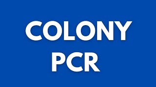 What is colony PCR  Polymerase chain reaction  Biotechnology [upl. by Zysk]