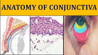 conjunctivitis in hindi  typecause symptoms management  Eye disease nursing lecture  msn [upl. by Llehsam830]