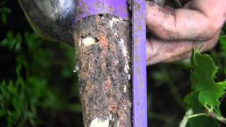 Active Termites Tunneling into Recruit® HD Bait [upl. by Okoyik]