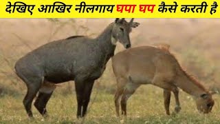 नीलगाय के बारे ये जानकर आप चौक जायेंगे  Facts about Nilgai Animal  nilgai kaisi hoti hai [upl. by Areemas919]