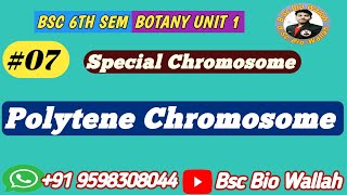 Polytene Chromosome  Gaint or Special Chromosome  Cell Biology Bsc 6th Sem [upl. by Cia]