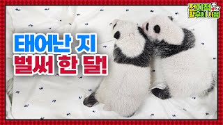 SUB전지적 할부지 시점 ep130 “뚠뚠한 흑임자 떡 두 개” 태어난 지 한 달 된 쌍둥이 판다와 식욕을 되찾은 아이바오🐼│Panda World [upl. by Isabella]