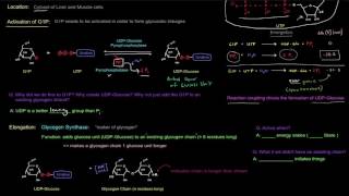 Glycogen Glycogen Synthesis  Glycogenesis free sample [upl. by Leicam]