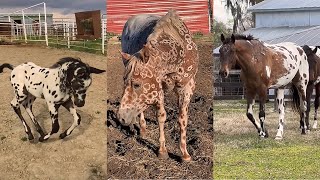 Incredible APPALOOSA horses and foals pt 4  compilation [upl. by Tomkin]