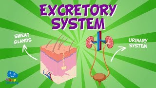 Excretory System  Educational Videos for Kids [upl. by Winson919]