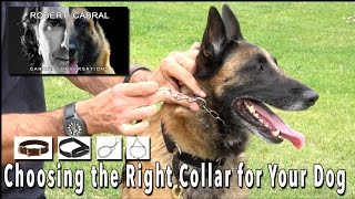 Choosing the Right Collar for Your Dog  Robert Cabral Dog Training [upl. by Rojam]