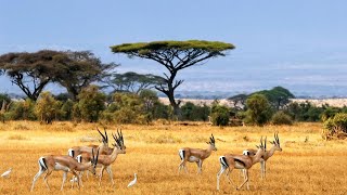 Antelope The Agile and Adaptable wildlife knowledgejourney [upl. by Ahsirahc]