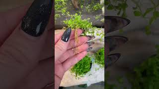 Planting carpeting plants in Aquarium [upl. by Dett]