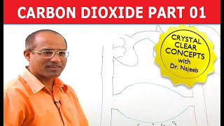 Carbon Dioxide Transport  Respiration amp Gas Exchange  Part 16 [upl. by Northey]