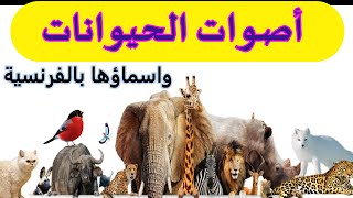 اسماء الحيوانات بالفرنسية مع اصواتها  ANIMAUX EN FRANCAIS ET LEURS SONS [upl. by Estes]