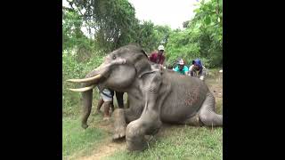 Injured baby tusker elephant  負傷した牙象の赤ちゃん  Save tuskers  Animaux  Save baby elephants shorts [upl. by Louie]