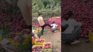 The rural farmer is in trouble after picking a lot of apples 🍎🍎shorts apple youtubeshorts [upl. by Ecad634]