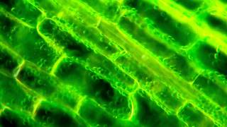 March of the Chloroplasts Cytoplasmic Streaming in Elodea [upl. by Ajidahk]