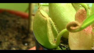 Nepenthes Ampullaria Time Lapse [upl. by Ayotaj]