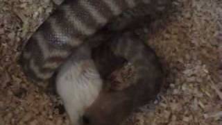 Woma Python Snake Eating A Live Mouse [upl. by Mailli]