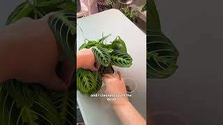 Maranta Water to Pon Update maranta plantcare houseplants [upl. by Tessi]