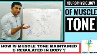 How is Muscle tone Maintained and Regulated in our body  Neurophysiology of muscle tone [upl. by Corrine916]