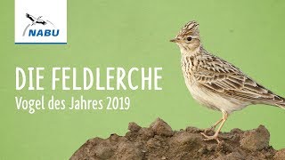 Die Feldlerche  Vogel des Jahres 2019 [upl. by Bright]