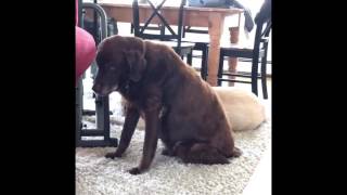 Dog Produces Some Impressively Loud Flatulence [upl. by Amye]