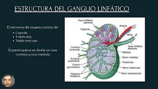 Ganglio linfático [upl. by Sutit]