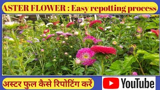 ASTER FLOWER  Easy repotting process  अस्तर फुल कैसे रिपोटिंग करें [upl. by Nudd]