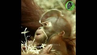 Adorable Newborn Baby Orangutan shorts [upl. by Amocat]