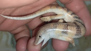 إحترس سمكة الرمال سحليه الدفانه السقنقور سمك الصحراء الشرشمان  Scincus scincus  Sandfish ‏ [upl. by Illac]