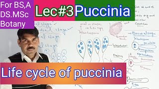 Life cycle of puccinia [upl. by Abramo67]